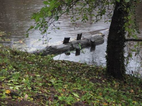 Diese Buhne allerdings ist höher angelegt, daher noch nicht überströmt.