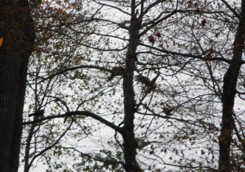 Auf dem Rückweg sehen wir noch drei Kolkraben, die einen großen Greif so hartnäckig ärgern, dass er aus den Auwaldbäumen abfliegt.