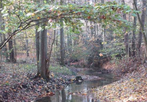 Sehr gut sehen sie aus, die inzwischen 2jährigen Windungen des nun belebten Bachs.