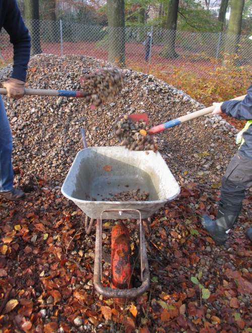 Wie üblich transportieren fleissige Helferinnen und Helfer standorttypische Kiese in den Geestbereich der Wedeler Au.