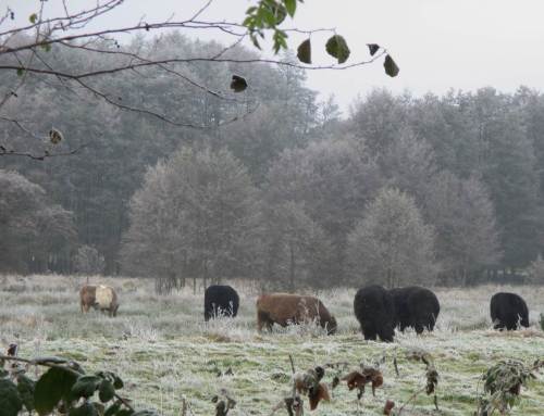 Bärig, diese Extensiv-Rinder im Winterfell - die können gut draussen bleiben.