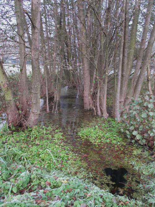 Vor dem Anstieg des Moränenhangs passiere ich einen Zufluss - schwimmender Auwaldsaum und wegen fehlender Störung lebendige Pflanzen kennzeichnen solch Lebensraum.