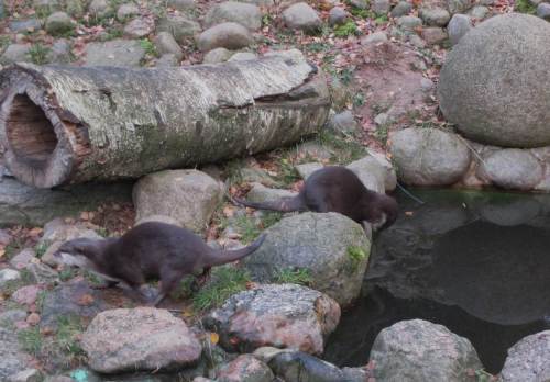 Die Zwergotter sind ordentlich aktiv, wissen genau um die demnächst bevor stehende Fütterung.