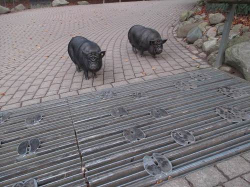 Erste Hängebauchschweine bewachen den Eingang - da muss doch endlich mal jemand mit Futter kommen ...