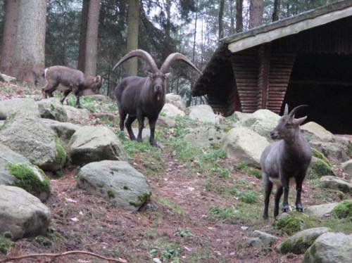 Auch die Steinbockfamilie ist gespannt.