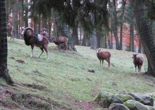 Die Mufflonherde zieht mit Abstand vorbei.
