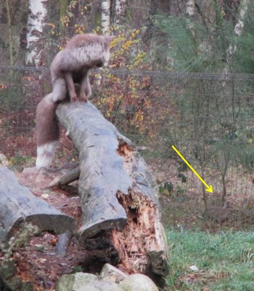 "Gemein!" denkt der Fuchs. Gleich hinter dem Zaun freut sich ein Kaninchen über diesen.