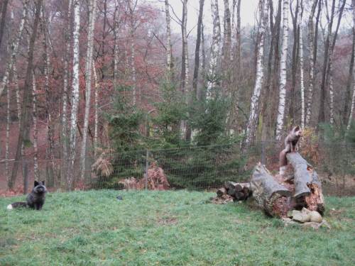 Bleibt den Polarfüchsen also nur, auf das Personal mit dem Futtereimer zu warten.