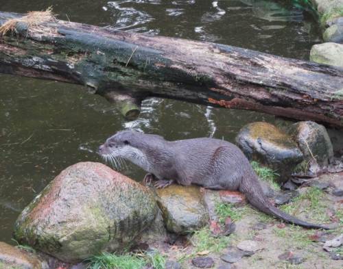 Fischotterstudie - die Krallen gut sichtbar.