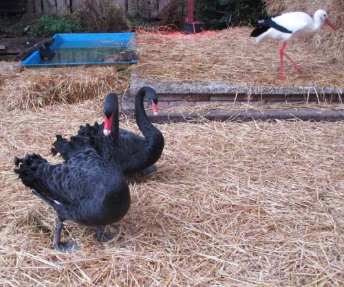 Die Schwarzen Schwäne balzen singend.