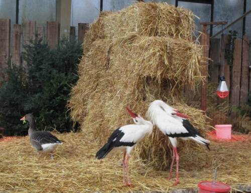 Da klappert der Storch!