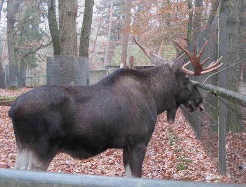 Der Elch dagegen wendet sich ab.