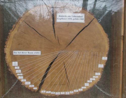Zeitzeugin - Baumscheibe von 1850 gepflanzter Eiche.
