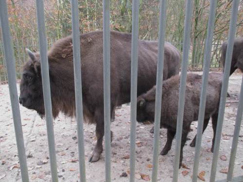 Schreck bei der Wisent-Familie - Mutter Wisent brummt plötzlich in die Stille wie ein Löwe.