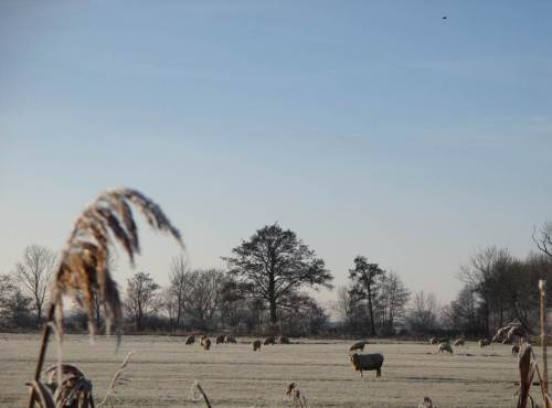 Bereifte Marschwiese mit Schafen.