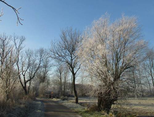 Kopfweide vor der Querung des Bullen"fluss".