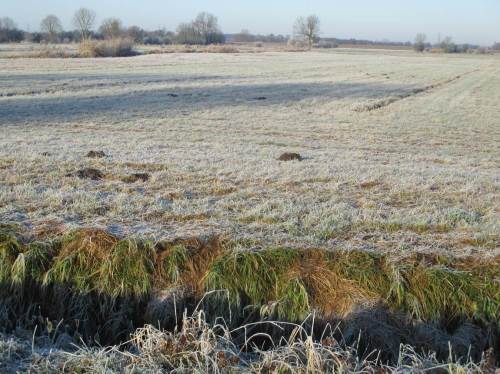 Kleinklima in der Marsch - die Sonne hat die Böschungsoberkante gerade aufgetaut.