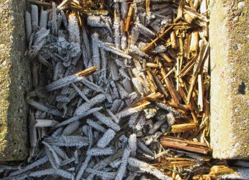Reif-borstiges und schon abgetautes Getreibsel im Spülsaum am Deichfuss.