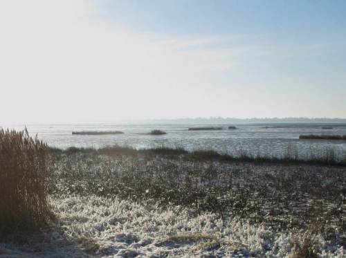 Süßwasserwatt Hetlingen - frostiger Tidehochwassersaum.