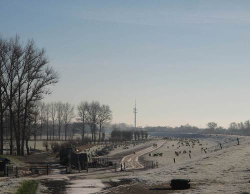 Hinterm Deich Fährmannssand drängen sich die Schafe.