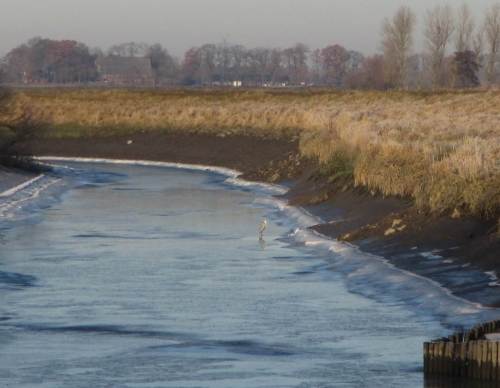 Der Graureiher hat schlechte Karten - SO vereist hat er die Binnenelbe im Herbst 2016 noch nicht gesehen.