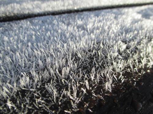 Oha, welch weisser Nadelfilz - es war wohl doch kalt.