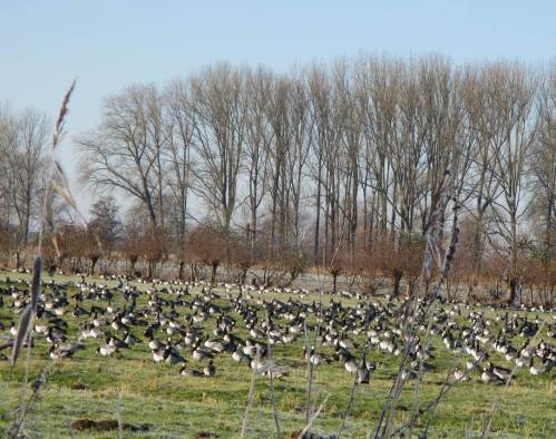 Und die Nonnengänse kommen auch noch zurecht.