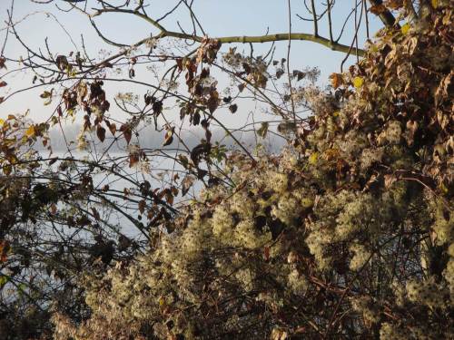 Auf dem Rückweg, besonnte Clematis-Früchte.