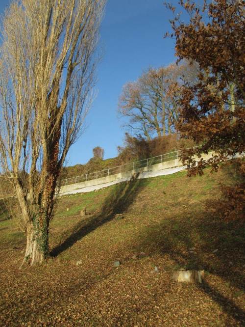 Elbhang Rissen - menschlicher Gärtnerwahn entfernt mit allen Bäumen nach Verrotten der Wurzeln den "kostenlosen" natürlichen Erosionsschutz. - Dauerhafte Geldverschwendung gegen Hangerosion ist die Folge.