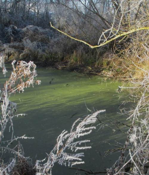 Nicht allzu kalt, kein Wind, kein Regen - hinter RaureifKunst grünt das Entenflott munter drauflos.