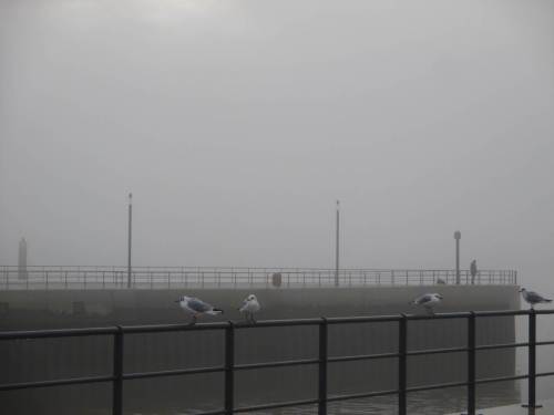 Es ist ruhig, die Möwen entspannen noch.