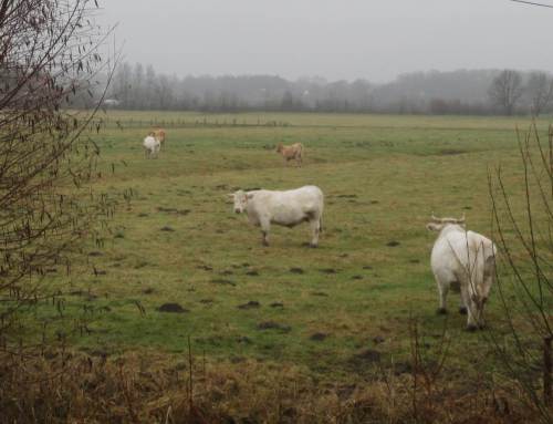 Klare Sicht binnendeichs - weitgehend weisse Kuhherde.