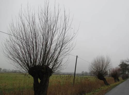 Zu diesen Kopfweiden muss der ambulante Frisör noch kommen.