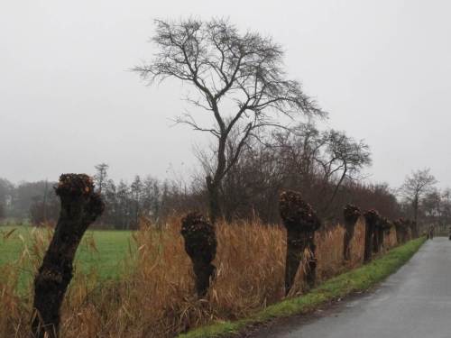 Hier war er schon - Vollglatze.