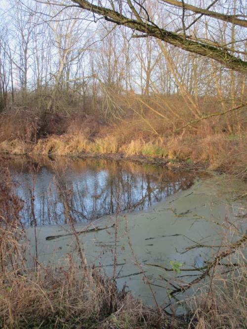 Entenflott, vom Sturm flott gemacht! Vergleichsfoto im vorigen Beitrag, als es noch ungestört den gesamten Wasserspiegel bedeckte.