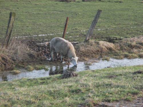 Irgendwie ist das Schaf da hin geraten. Trinkt es jetzt den Graben leer, um auf diese Seite zu kommen?
