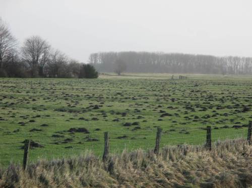 Den Maulwürfen ist es von unten wohl zu nass?