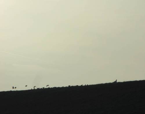 ... und ihre Fans (bzw. die Fans der Hinterlassenschaften), eine Gruppe Stare, sich an eine Möwe (scheint im Foto wie eine Taube) heran arbeitend. - Dann fliegt die jedesmal auf.