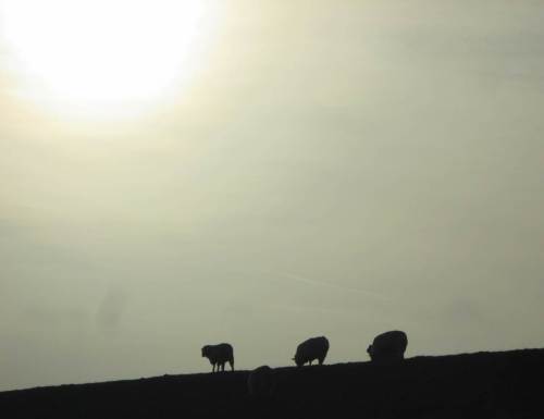 Deichschafe auf der Deichkrone.