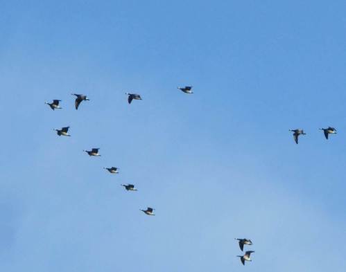 Nonnengänse wechseln, morgendlich beleuchtet, den Standort.