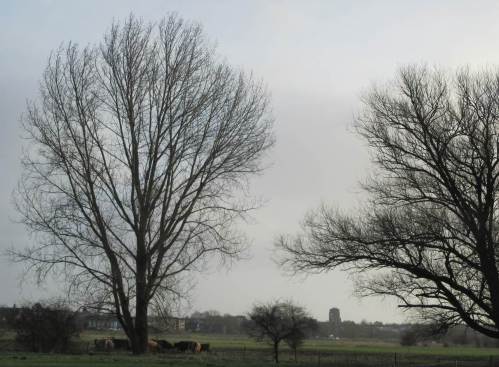 Die Rinder sammeln sich an den Kaventzmännern aus Heu - auf den Weiden finden sie so gut wie kein Futter mehr.