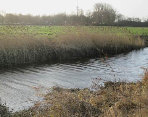 Die Wedeler Au in der Marsch - der Sturm drückt das Wasser landeinwärts.