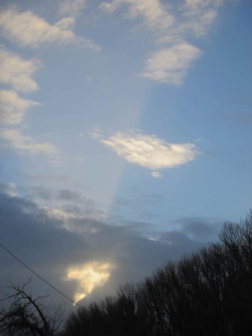 Blick über Wasserwerksbäume Richtung Deich und Elbe - na gut, für heute ist die Sonne weg.