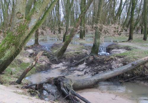 Der Bach aus dem TideAuwald - rückschreitende Erosion, Wasserfälle.