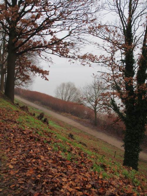 Blick nach Osten. SICHT ist das Zauberwort. Den Hang haltende Altbäume sind weitgehend beseitigt - auch hier wird in ca. 15 Jahren der Hang rutschen, wenn das Wurzelwerk kompostiert ist. Unten an der Elbe breitet sich derweil Japanischer Knöterich aus (schicker Wellenschutz?!), wir werden uns noch wundern.