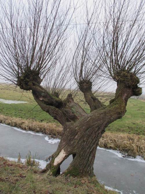 Über viele Nutzungsjahrzehnte entstanden Baum-Individuen, die uns in Vielgestalt, Ausformung und zeitlicher Entwicklung bis zum Vergehen stark beeindrucken können.