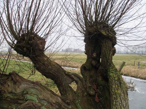 Zwei von drei Köpfen der uralten Weide.