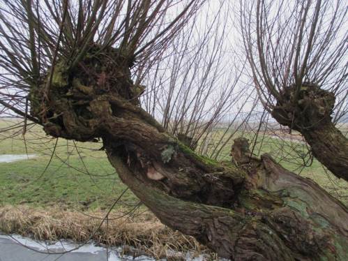 Der dritte Kopf, fast nur noch auf Rinde sitzend.