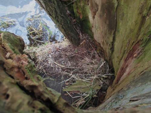 Blick ins Innere durch ein Loch oben im Stamm - dies trockene Plätzchen dient ganz offensichtlich zu teilweisem Aufenthalt. Wer wohl hier wohnt?
