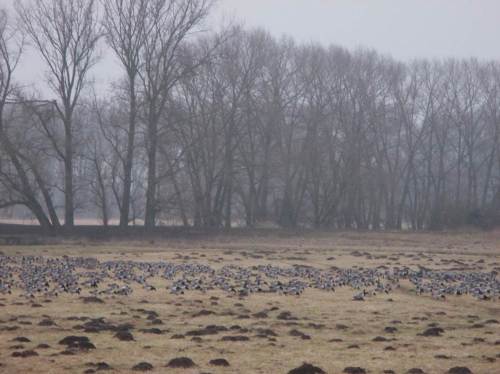 Hinter dem Deich laufen wohl 15.000 Nonnengänse, weidend und schnatternd.